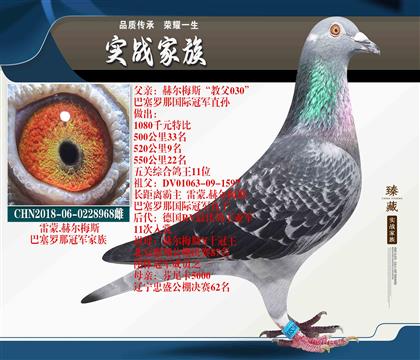 長(zhǎng)距離霸主 赫爾梅斯“教父”直女