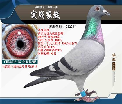 拍此鴿送配對(duì)雄 臺(tái)灣帝王鴿舍康炳堯冬日男孩919