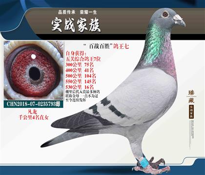 “百戰(zhàn)百勝” 五關(guān)鴿王7位
