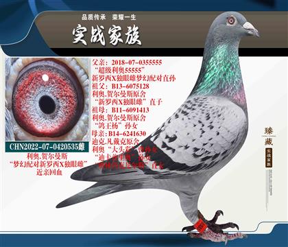 金環(huán)利奧 新羅西X獨(dú)眼雌