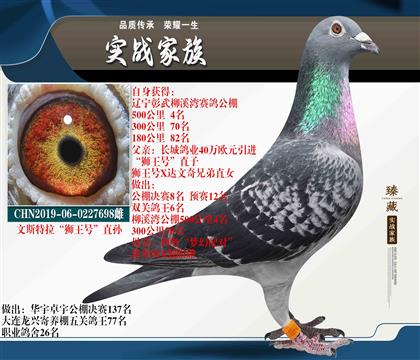 這鴿子后代特別好使 40萬(wàn)歐元文斯特拉獅王號(hào) 孫女