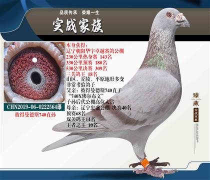 舍里第一種雄 彼得曼德斯740 三關(guān)鴿王18位