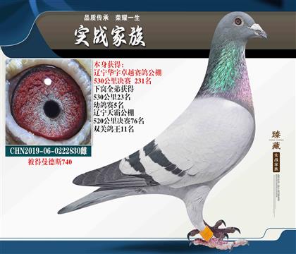 鴿王家族 回春陽(yáng)彼得曼德斯740
