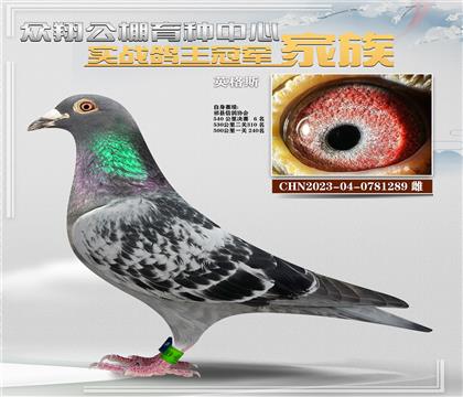 英格斯289