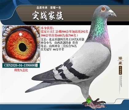 山西神奇冠軍家族-利奧X蓋比