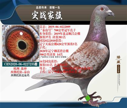 抗打 耐翔 西佛托依700公里冠軍近親