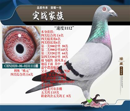 從頭到尾一個(gè)字“快” 利奧歐元 鴿王6名