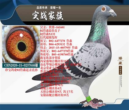 珍寶鴿業(yè) 02詹森近親直孫
