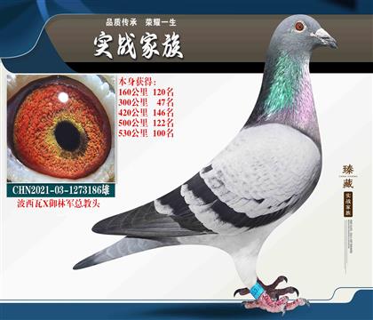 波西瓦X御林軍總教頭