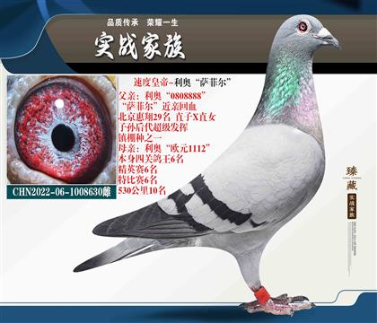 速度皇帝-利奧“薩菲爾”X歐元