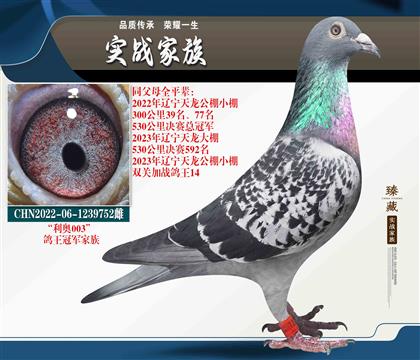 天龍冠軍003家族