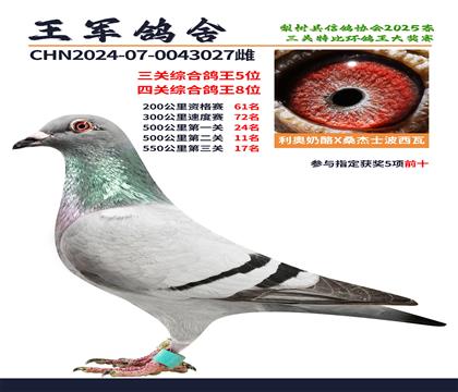 三關(guān)綜合鴿王5位.四關(guān)綜合鴿王8位