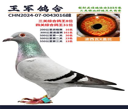 三關(guān)綜合鴿王8位.四關(guān)綜合鴿王31位
