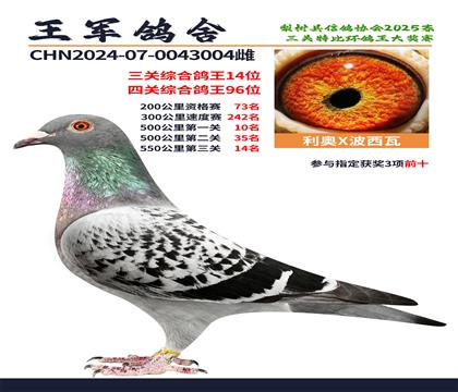 三關(guān)綜合鴿王14位.四關(guān)綜合鴿王96位