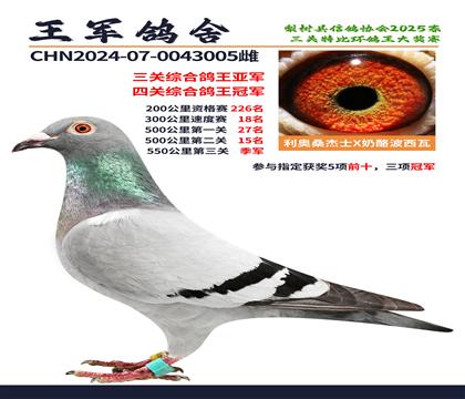 三關(guān)綜合鴿王亞軍.四關(guān)綜合鴿王冠軍
