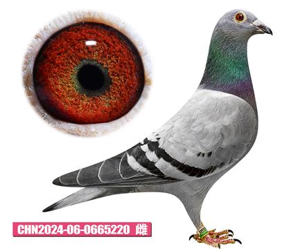范登布克-羅西塔220