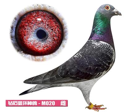 佛卡門-潘特公主M020