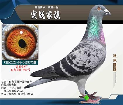“常勝將軍”東方不敗 神奇號(hào)