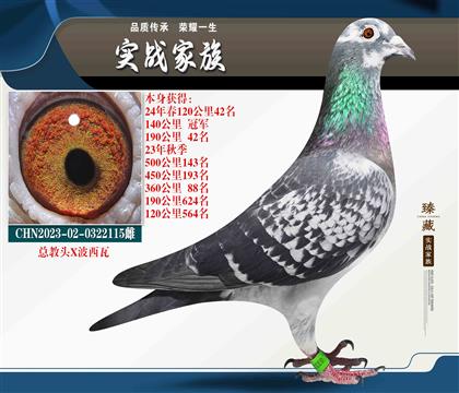 總教頭X波西瓦 速度賽冠軍