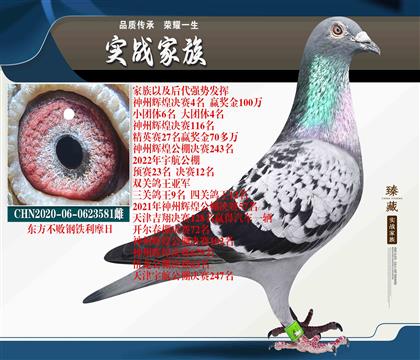 嘉信鴿苑鋼鐵 神州輝煌賽場(chǎng)佼佼者