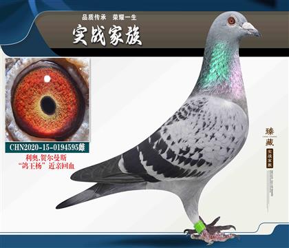 利奧“鴿王楊”高輩分近親回血