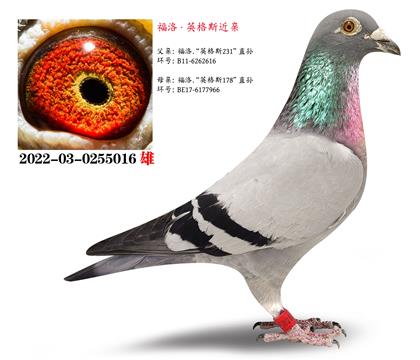 Ӣ˹231XӢ˹178