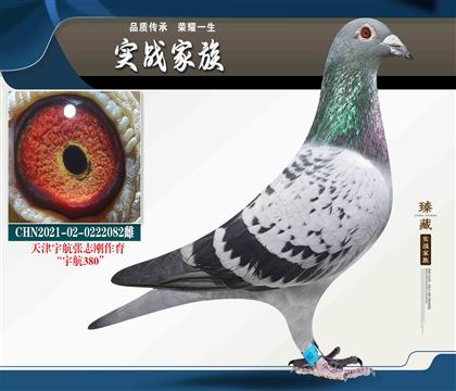 天津宇航公棚張志剛 “380”家族