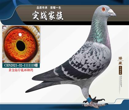 黃金海岸-邵群 凡龍林波爾
