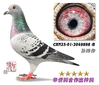5̖--ղɭ019ϵ-2049898-