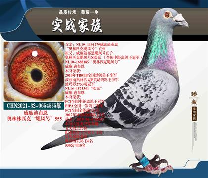 重點(diǎn)種雄-“黃金威廉”颶風(fēng)號(hào)555