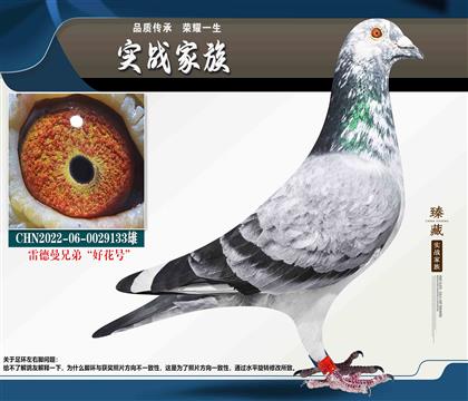 雷德曼兄弟“好花號(hào)”豐羽公棚鴿王