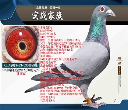 棚里最牛鴿子下來(lái)的 550公里9名