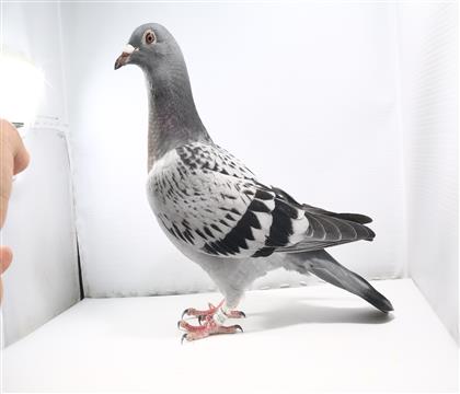 <ϿW>P(gun)܊ȫƽ݅