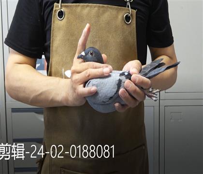 W(lin)r(sh)911HѪ
