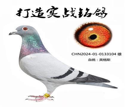 英格斯178近親種鴿