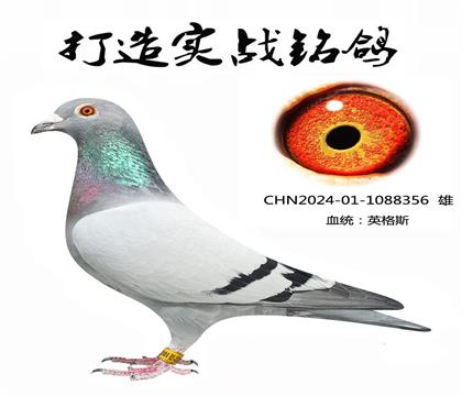 英格斯178近親種鴿(雌)