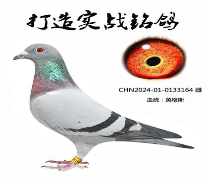 英格斯178近親種鴿(雌)