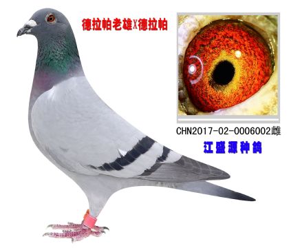 ʢԴֱ002