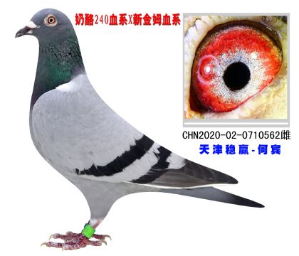 (wn)A240X½ķ562