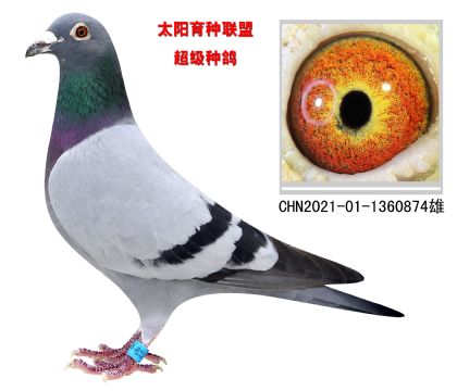 ̫N(lin)˳N874