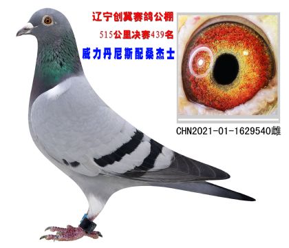 |(chung)Qِ439˹Xɣʿ