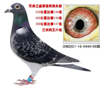 ʢԴ㘷P6