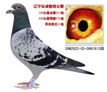 |\pP43