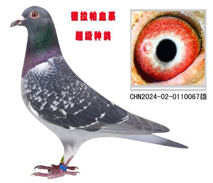 NѪϵ067