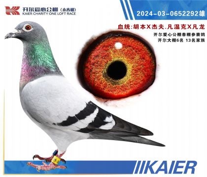 開(kāi)爾大棚6名,13名家族