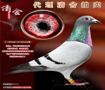 中國(guó)KBDB萬(wàn)羽聯(lián)翔.10次500公里完翔