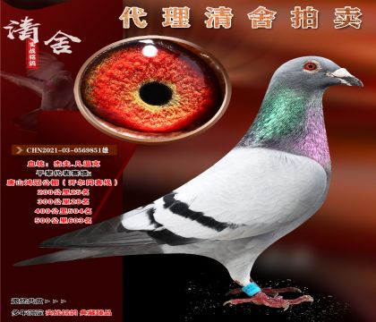 _(ki)(zhun)(sh)(zhn)