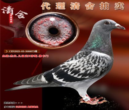 開爾專線實戰(zhàn)家族
