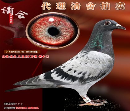 開爾專線實戰(zhàn)家族