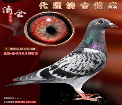開爾專線實(shí)戰(zhàn)家族